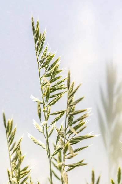 Close Green Blades Grass Sun — Stok Foto