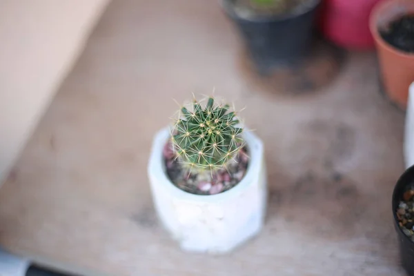 Zbliżenie Ujęcia Małego Kaktusa Doniczkowego — Zdjęcie stockowe