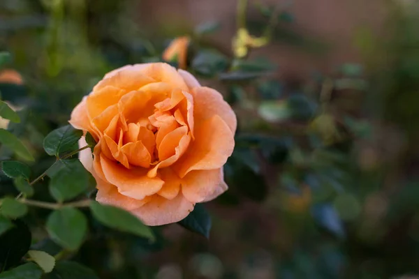 Closeup Orange Garden Rose Green Leaves Blurred Background — Photo