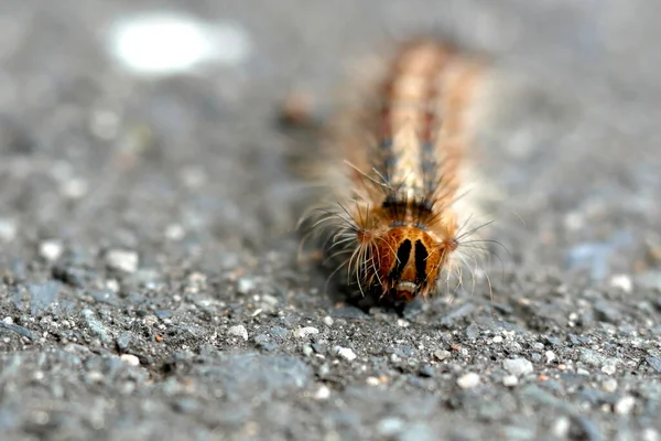 Caterpillar Looking Camera Portait Style — Photo