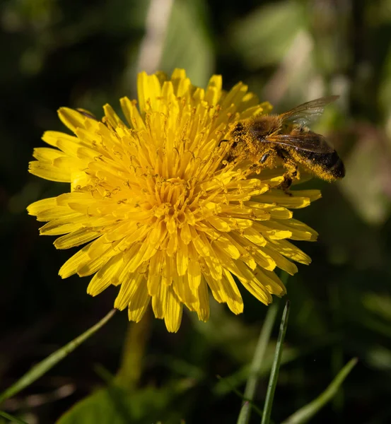 A closeup shot of a honey bee on a yellow dandelion flower