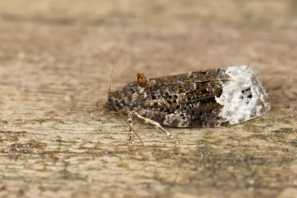 Gros Plan Détaillé Sur Petit Papillon Nuit Marbre Sallow Apotomis — Photo