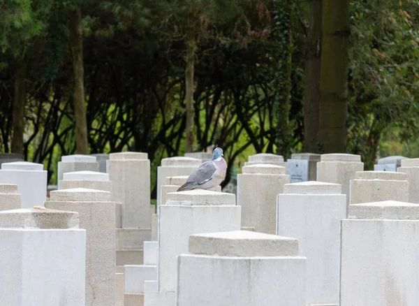 Dove Standing One Gravestones Cemetery Peace Angel — Stockfoto