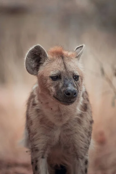 Vertical Shot Puppy Hyena Game Reserve Africa Blurred Background — Foto de Stock