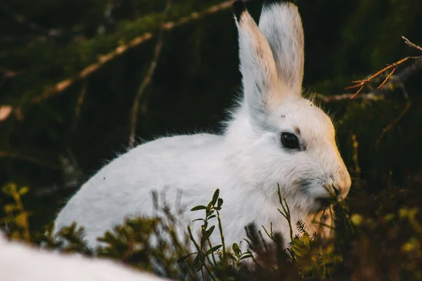 A closeup shot of a cute rabbit with white fur sitting on the woods
