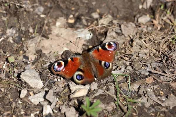 Closeup Shot European Peacock Sitting Ground Dry Rusty Leaves — Stock Photo, Image