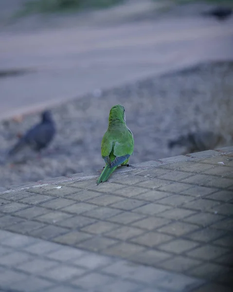 Vertical Shot Green Parrot Perched Stone Rivadavia Park Argentina — Stok fotoğraf