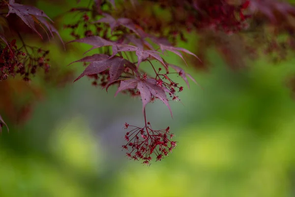 Selective Japanese Maple Branch Tree — Stok fotoğraf