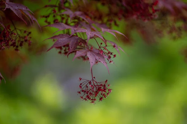 Selective Japanese Maple Branch Tree — Fotografia de Stock