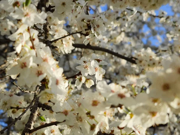 Closeup Plum Tree Blossom Beautiful White Flowers — Stock Photo, Image