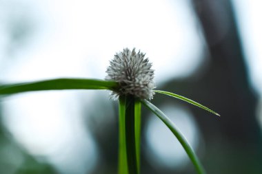 A close up of a dandelion flower blossoming in the morning in a garden with blurred background