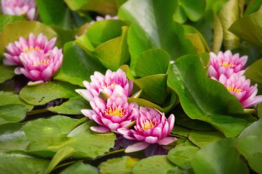 Parktaki nilüferlerin yakın çekimi.