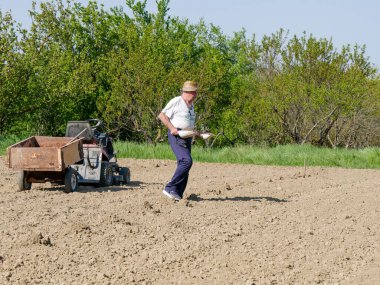 Emilia Romagna İtalya 'daki organik toprağa tohum eken güçlü İtalyan çiftçi.