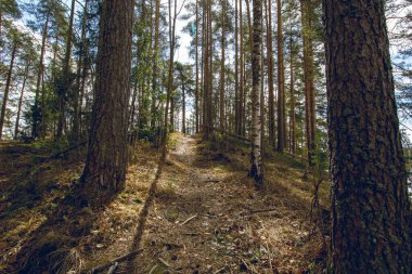 A scenic view of a forest of green trees and branches on the ground on a sunny day