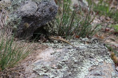A European or common wall lizard (Podarcis muralis) on a rock in Gotse Delchev, Bulgaria