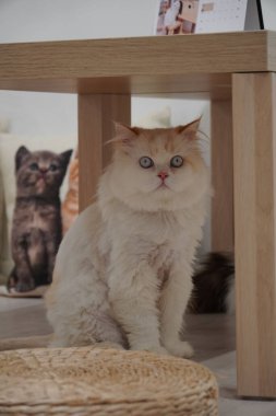 Evde bir İranlı kedinin dikey çekimi