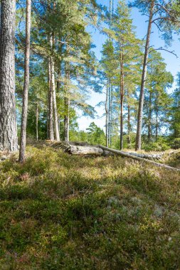 A lush forest on a sunny day