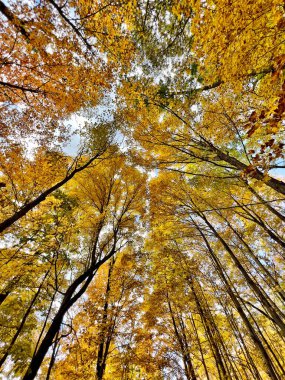 A vertical low angle shot of the fall beauty of trees in the forest in Westfield Indiana park