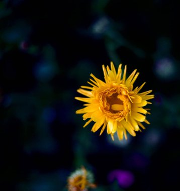 A close-up shot of a yellow blowball flower in a dark blurry background.
