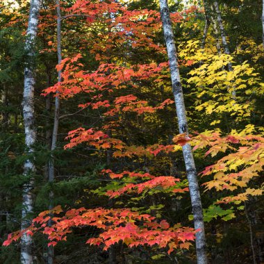 A beautiful view of colorful trees in the forest