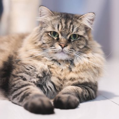 A cute, fluffy cat lying on the ground in a blurred background