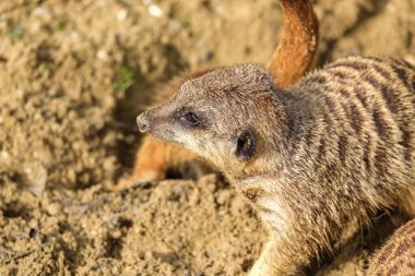 A closeup of a cute funny Meerkat looking away at Tierpark Stadt Haag zoo