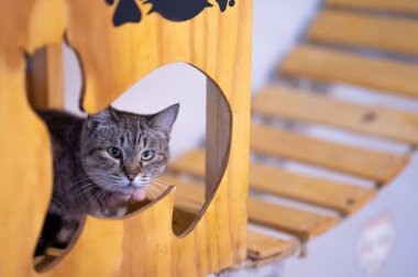 A cute, fluffy cat in a wooden structure on a blurred background