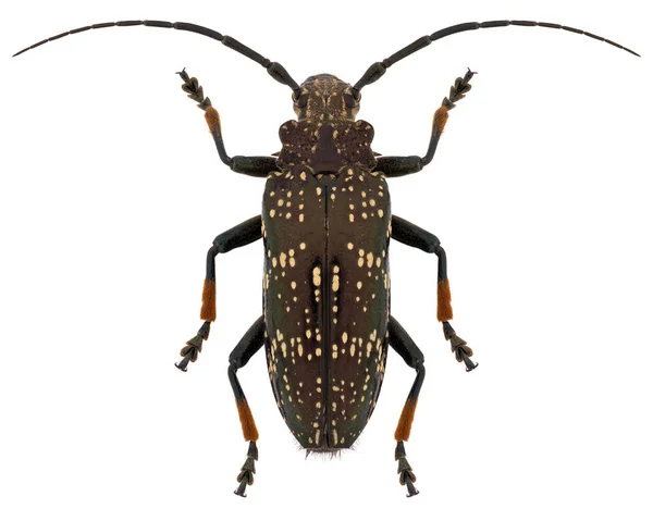 Sphingnotus Dunningi Longhorn Beetle Specimen — Stock Photo, Image
