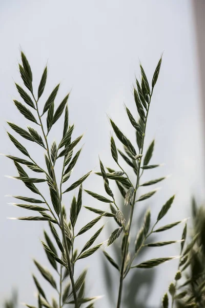 Close Van Graszaden Voor Een Wazige Achtergrond — Stockfoto