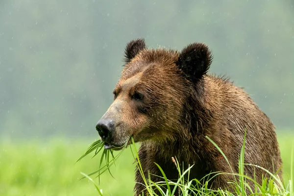 Selektywne Ujęcie Niedźwiedzia Jedzącego Trawę Khutzeymateen Grizzly Bear Sanctuary Kanada — Zdjęcie stockowe