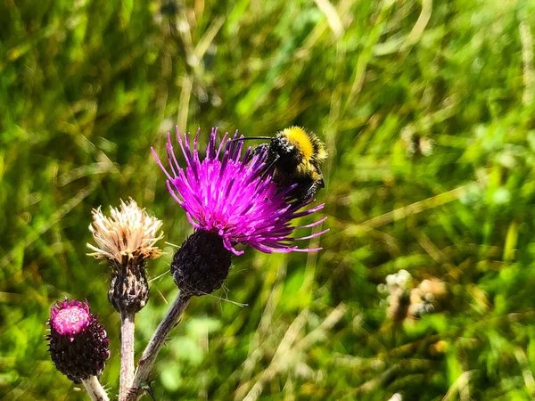 Bee Pollinates Flower Bee Lands Flower Bee Collects Pollen Bee —  Fotos de Stock