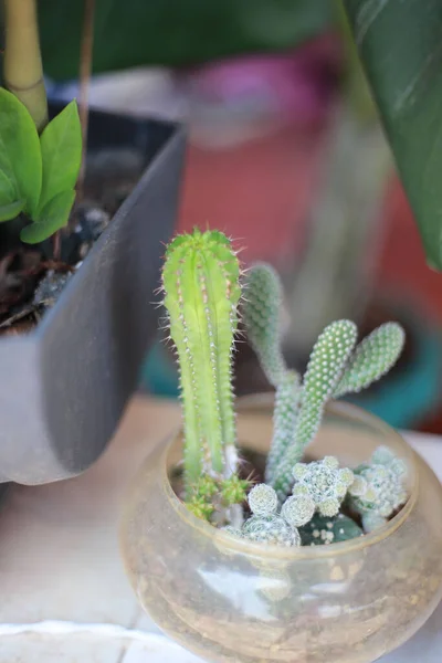 Vertical Shot Small Pot Different Cacti Windowsill — Foto de Stock