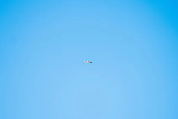 Lonely Seagull Blue Sky Background — Fotografia de Stock