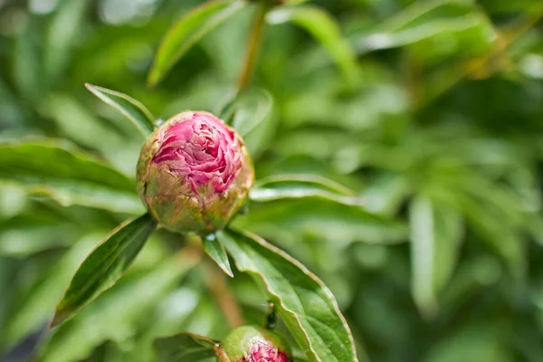 Closeup Shot Red Peony Flower Surround Grass —  Fotos de Stock