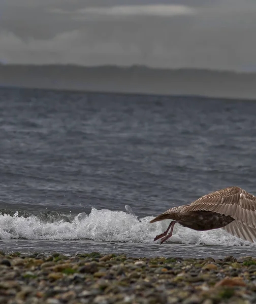 Vertical Shot Herring Gull Flying Rocky Beach — Stock Photo, Image