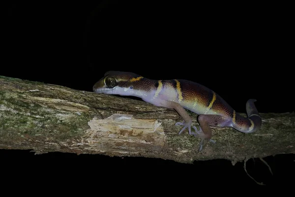 Deccan Banded Gecko Také Známý Jako Banded Ground Gecko Druh — Stock fotografie