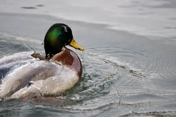 Closeup Male Mallard Duck Just Popping Out Water — Stock Photo, Image