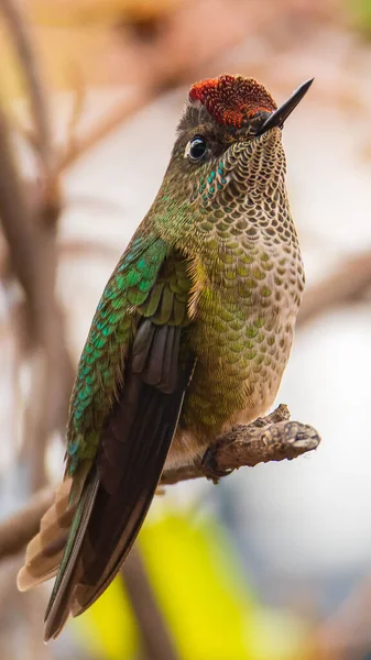 Selective Focus Shot Hummingbird Perched Branch — Zdjęcie stockowe