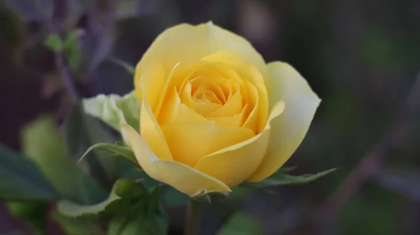 Closeup Yellow Rose Garden — Stockfoto