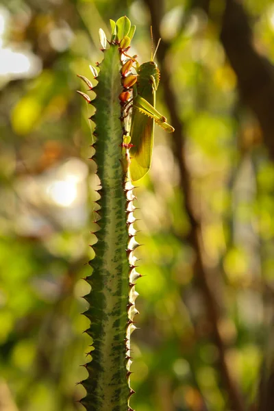 Selective Focus Shot Euphorbia Triangularis — Stock Photo, Image