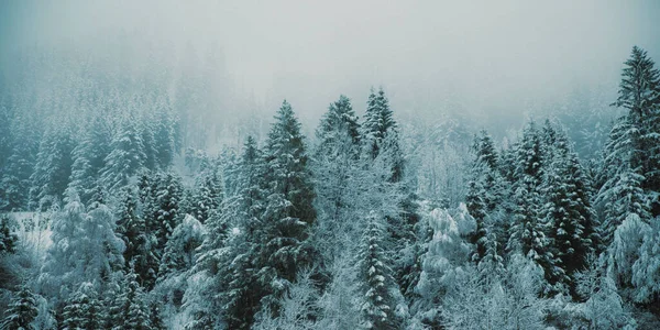 Chilling View Snow Covered Winter Forest Foggy Morning — Stock Photo, Image