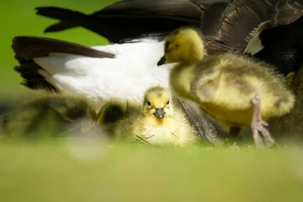 Selective Shot Small Yellow Goslings Next Mother Goose Rays Sun — Stock Photo, Image