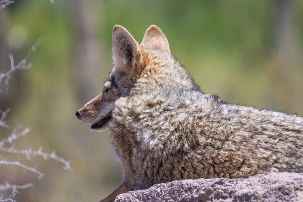 Een Close Van Een Coyote Onder Het Zonlicht — Stockfoto