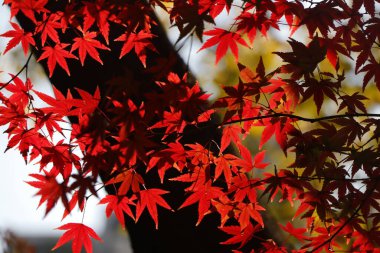 A closeup shot of blossom red Maple leaves tree in the garden