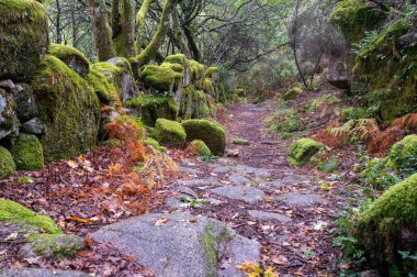 Lindoso, Peneda-Geres Ulusal Parkı yakınlarında yosun kaplı kayalarla çevrili antik bir Roma yolu..