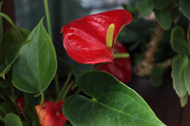 A selective focus shot of an Anthurium plant with green leaves
