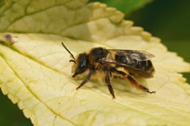Oligolektik Altın Kuyruklu Melitta Hemoroidalis 'in kıllı dişisine yakın plan. Campanula çiçeğinde bir bitki uzmanı, yaprağın üzerinde oturuyor.