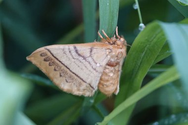 Bitki yaprağındaki hayalet güvenin yakın plan fotoğrafı.