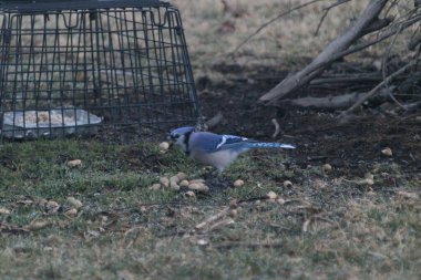 The Blue Jay eating some seeds on the green grass