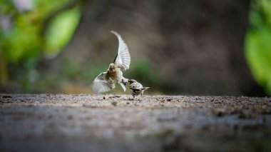 A closeup shot of small beautiful sparrow birds next to each other